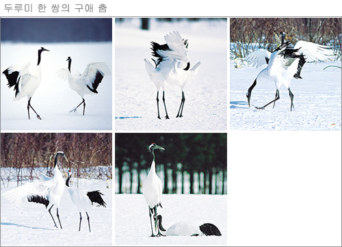 클릭하면 큰 이미지를 볼 수 있습니다.