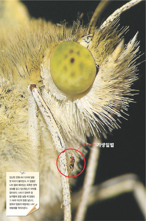 클릭하면 큰 이미지를 볼 수 있습니다.